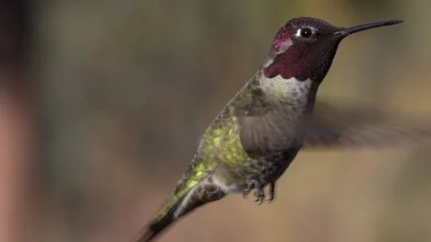 Hummingbird Flying in Flight Stock Footage 169650629