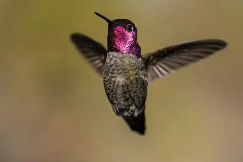 Hummingbird Flying in Flight Stock Photos