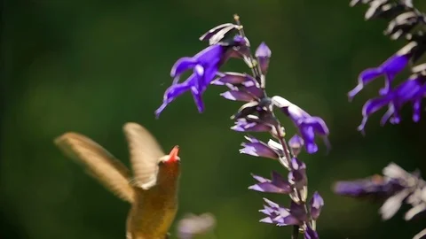 Hummingbird Flying Video stock 116564434