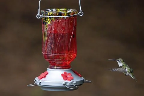 Hummingbird Flying Stock Photos