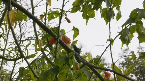 Hummingbird flying on tree branches and blossoms, Ecuador Stock Footage 143013662