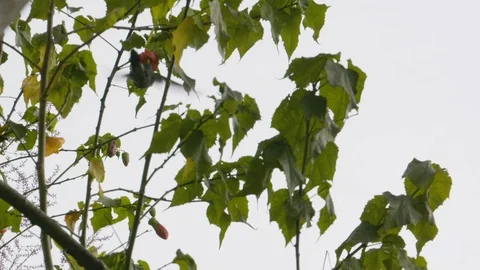 Hummingbird flying on tree branches and blossoms, Ecuador Stock Footage 143013783