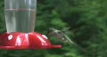 Hummingbird. HD Footage