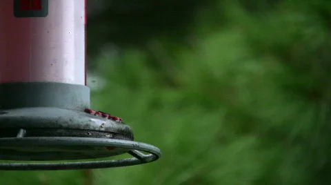 Hummingbird Stock Footage 156325