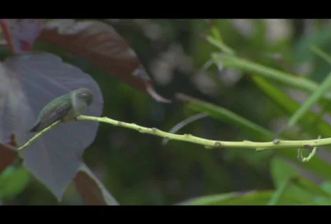 Hummingbird Stock Footage 282926