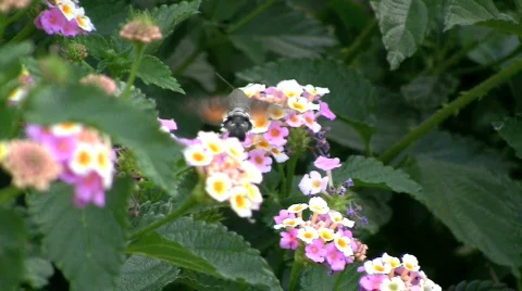 Hummingbird Video stock 664390