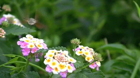 Hummingbird Video stock 665010