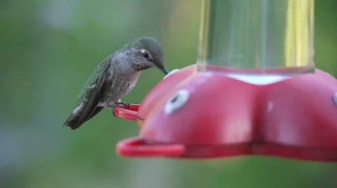 Hummingbird. Stock Footage 676082