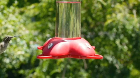 Hummingbird. Stock Footage 751798