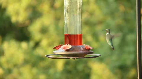 Hummingbird Stock Footage 792636