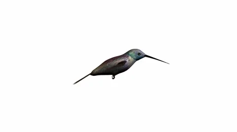 Hummingbird Stock Footage 973677