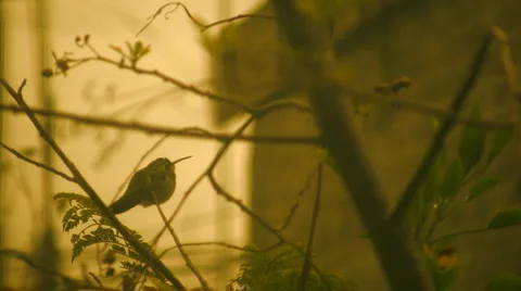Hummingbird Stock-Footage 2392886