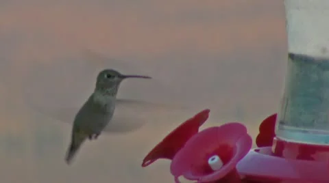 Hummingbird Stock Footage 11856186