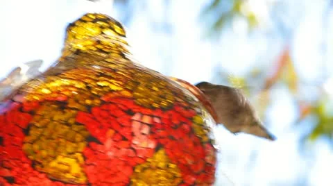 Hummingbird 스톡 동영상 12636847