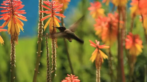 Hummingbird Stock Footage 22673131