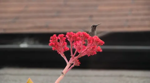 Hummingbird Видео 29645928
