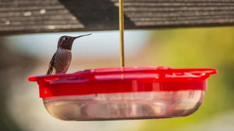 Hummingbird Stock Footage 35484156