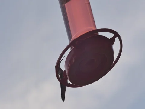 Hummingbird Stock Footage 80209345