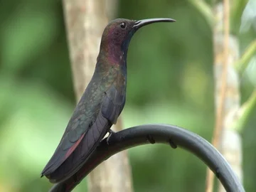 Hummingbird Stock Footage 85567973