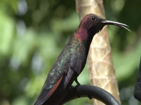 Hummingbird Stock Footage 85567978