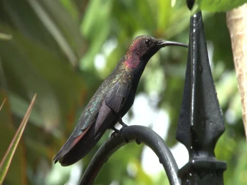 Hummingbird Stock Footage 85567983