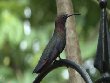 Hummingbird Stock Footage 85567986