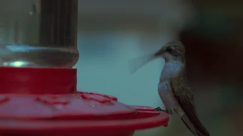 Hummingbird Stock Footage