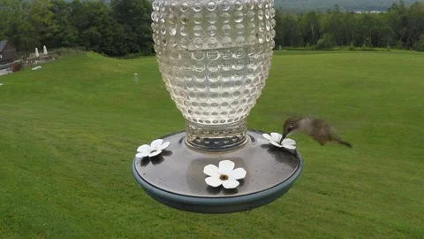 Hummingbird 库存影片 103330928