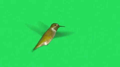 Hummingbird  Stock Footage 128482425