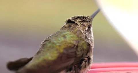 Hummingbird Stock Footage 138602481