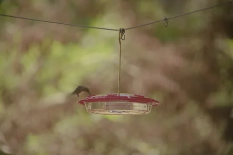 Hummingbird Stock Footage 278658065