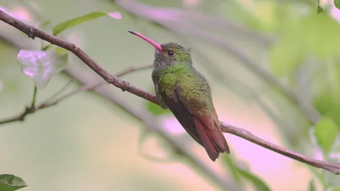 Hummingbird 스톡 동영상 300798344