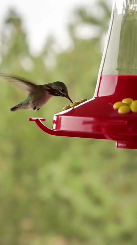Hummingbird Stock Footage 303390229