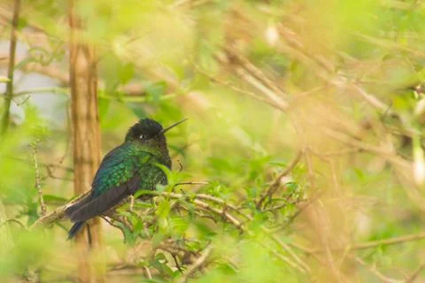 Hummingbird in the forest 写真素材