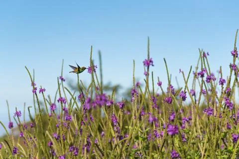 Hummingbird in a garden. Stock Photos