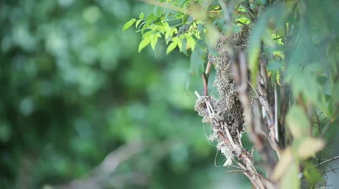 Hummingbird gathers nesting material Stock Footage 624095