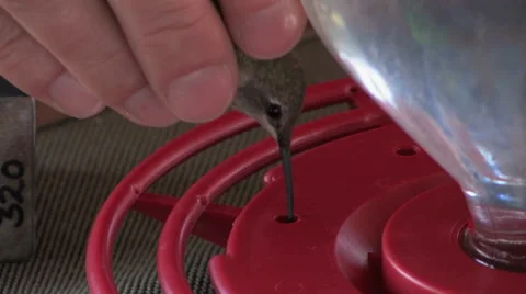 A hummingbird gets a drink of nectar after receiving a leg band 스톡 동영상 55084138