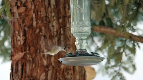 Hummingbird getting nectar from feeder hanging from a redwood tree Stock Footage 258639700