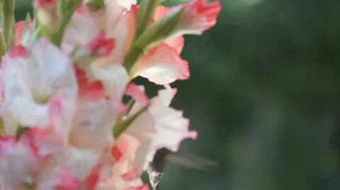 Hummingbird in gladiolis Stock Footage 8564610