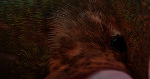 Hummingbird grabbing a drink Macro showing feather detail Stock Footage 139058564