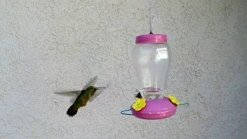 Hummingbird grabs a snack (bug) at the feeder in slow motion Video stock 90684686