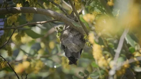 Hummingbird hanging upside down from brunch sipping nectar from a yellow flower. Stock Footage 248728179