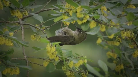 Hummingbird hanging upside down from a tree branch while sipping nectar Stock Footage 248330925