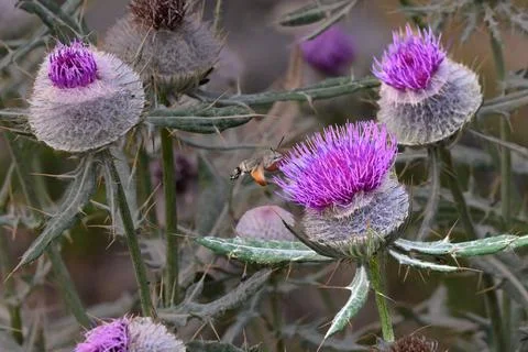 Hummingbird hawk-moth approaching a blooming purple thistle flower Stock Photos