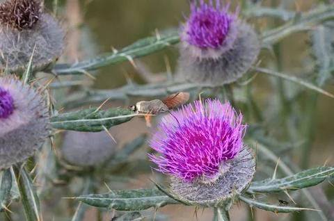Hummingbird hawk-moth approaching a blooming purple thistle flower Stock Photos