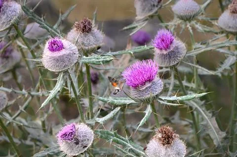Hummingbird hawk-moth approaching a blooming purple thistle flower Stock Photos