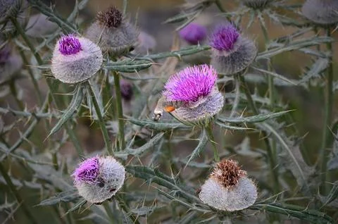 Hummingbird hawk-moth approaching a blooming purple thistle flower Stock Photos