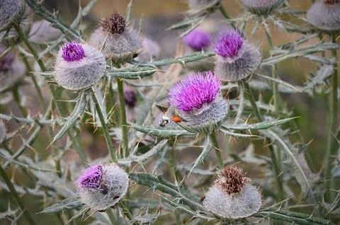Hummingbird hawk-moth approaching a blooming purple thistle flower Stock Photos