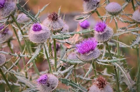 Hummingbird hawk-moth approaching a blooming purple thistle flower Stock Photos