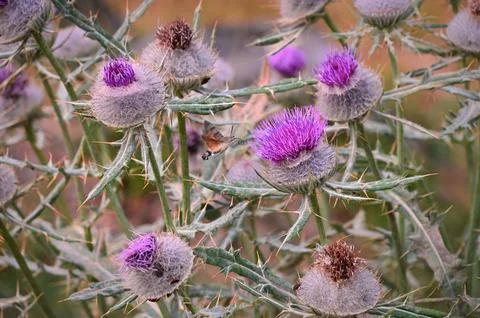 Hummingbird hawk-moth approaching a blooming purple thistle flower Stock Photos